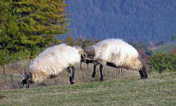 ovnovi-na-guvnu ovnovi-na-guvnu