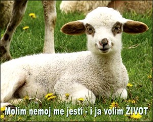 plakat_jagnje_v-300x240.jpg